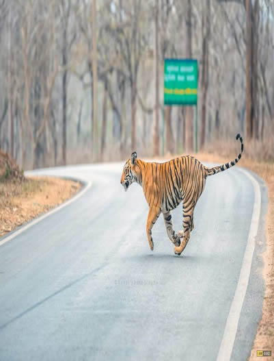 Kabini-Female Tiger