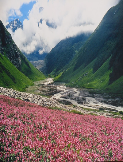 Uttarakhand-Valley of Flower Trek