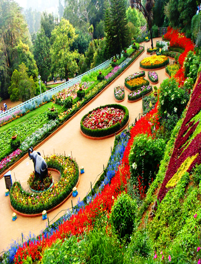 Ooty-