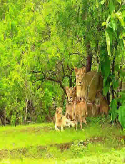 Sasan Gir-Gir