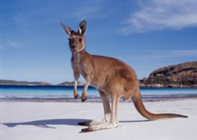 Amazing Australia