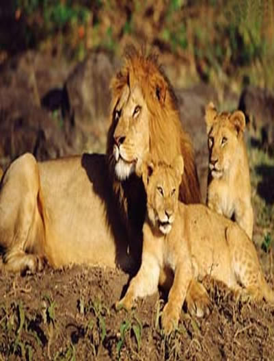 African-Lions,Masai Mara